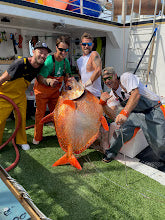ORIGINAL OPAH TAIL GYOTAKU FRAMED